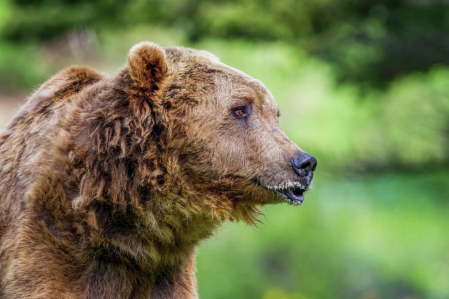 Grizzly Photograph by Mike Centioli
