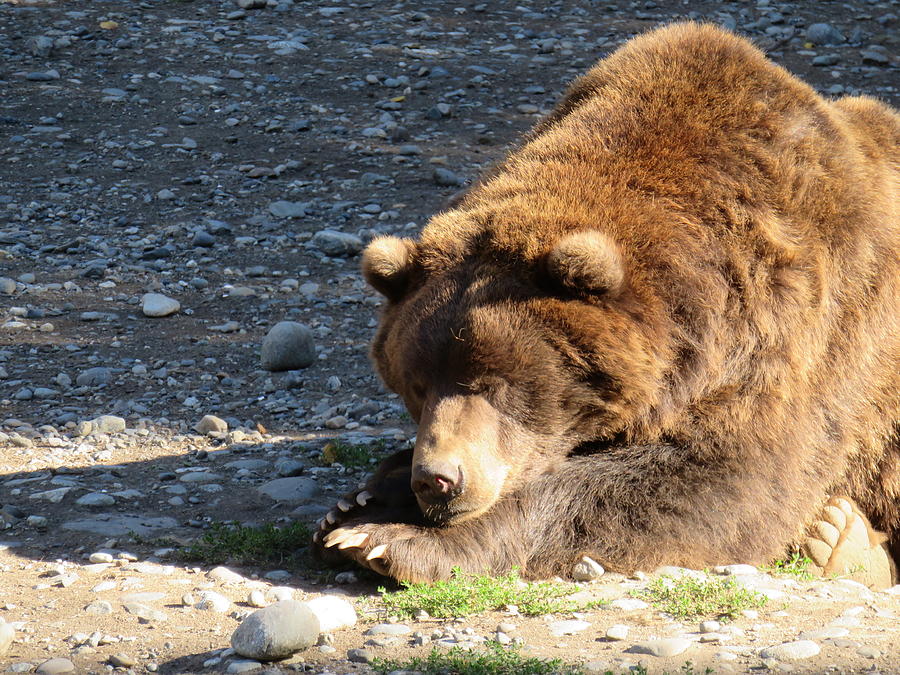 Grizzly Napping Photograph by Lucinda VanVleck