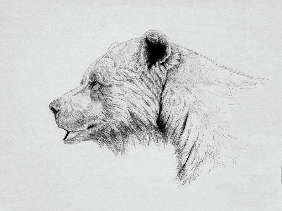 Grizzly Drawing by Norman Rawn Fine Art America