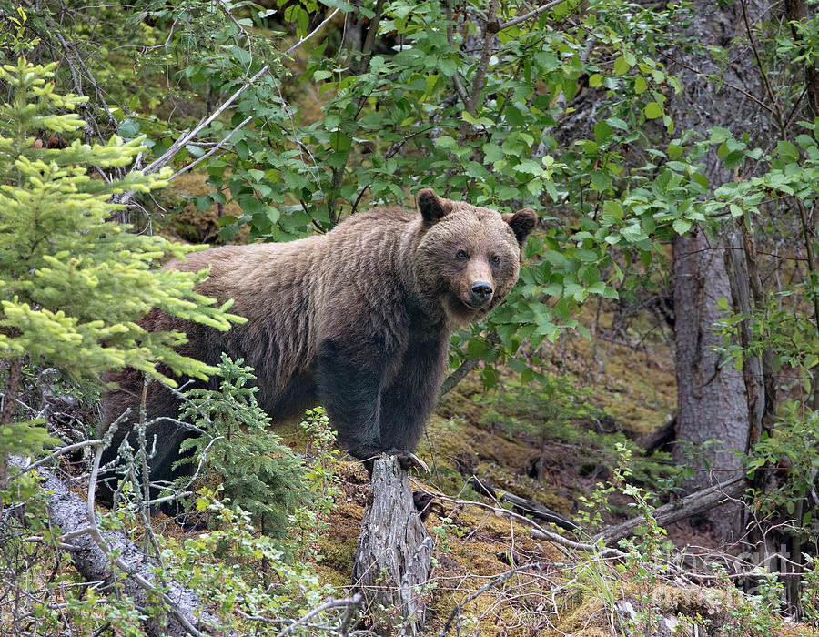 Grizzly on a stump Photograph by Shannon Carson