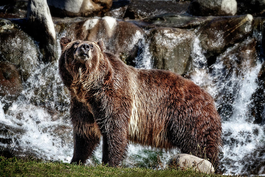 Wildlife Photograph - Grizzly On Alert by Wes and Dotty Weber