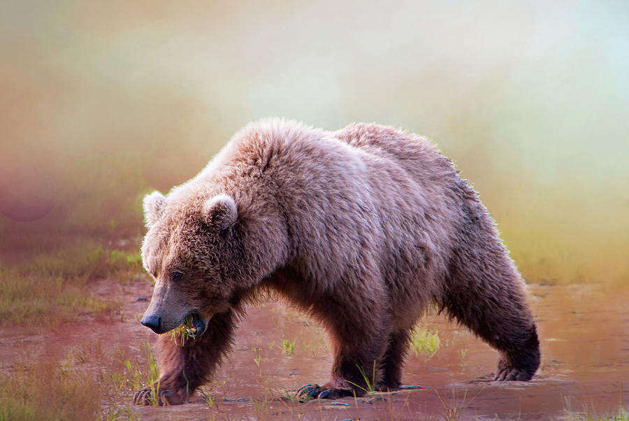 Katmai National Park Photograph - Grizzly on the Prowl by Phyllis Taylor