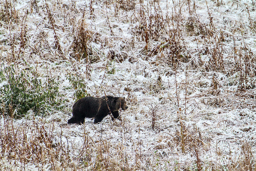 Grizzly on the prowl Photograph by Rodney Cammauf