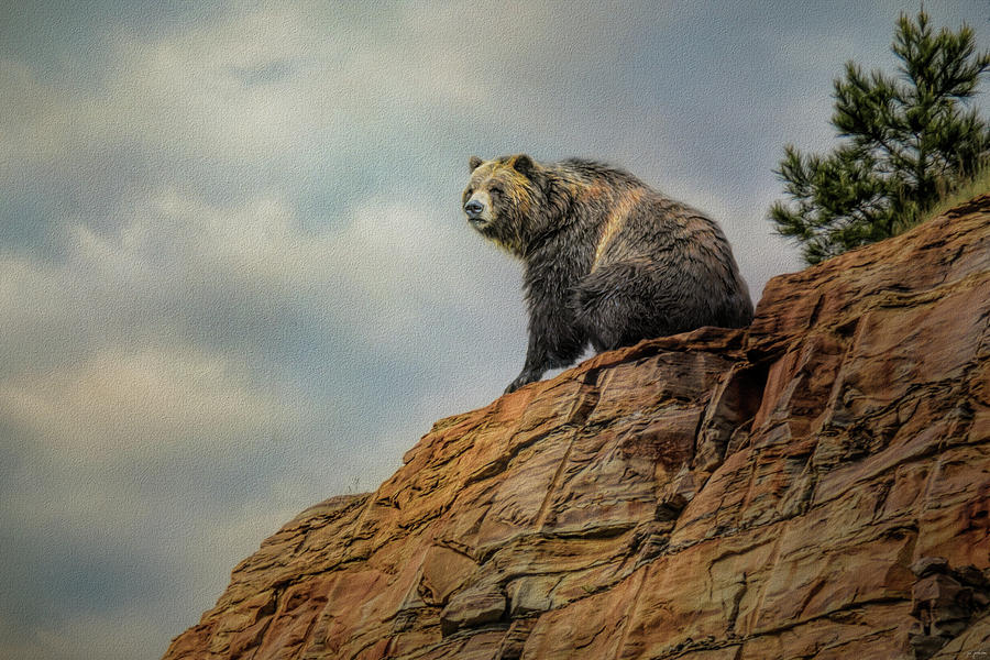 Grizzly On Top Of The World Photograph by Jai Johnson