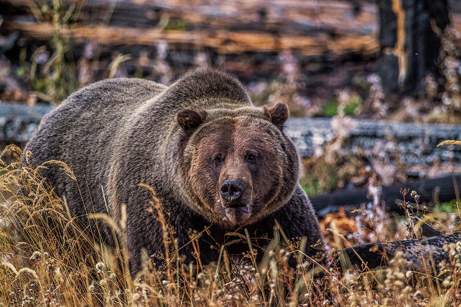 Grizzly Photograph by Paul Freidlund