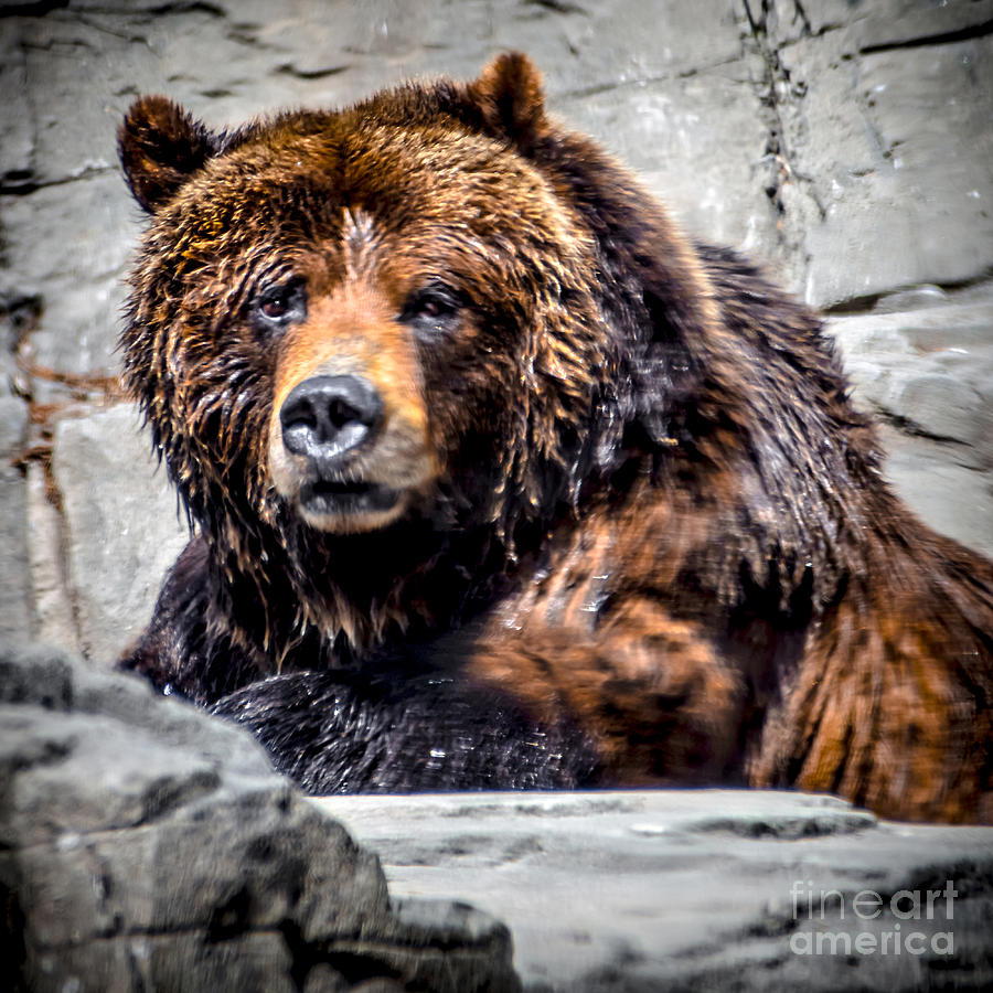 Wildlife Photograph - Grizzly Portrait by James Aiken