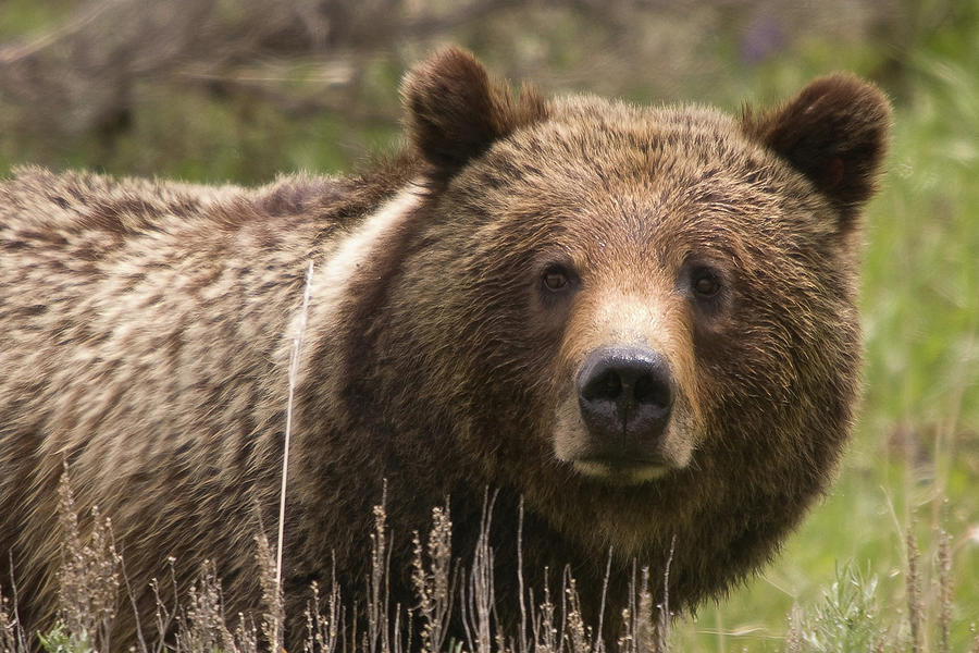 Grizzly Portrait Photograph by Steve Stuller
