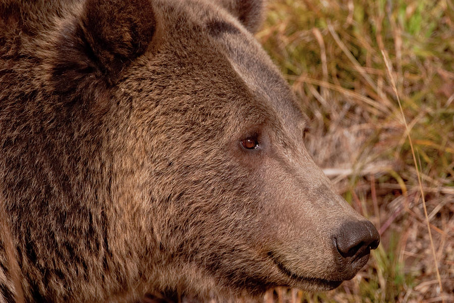 Grizzly Profile Photograph by Mark Miller