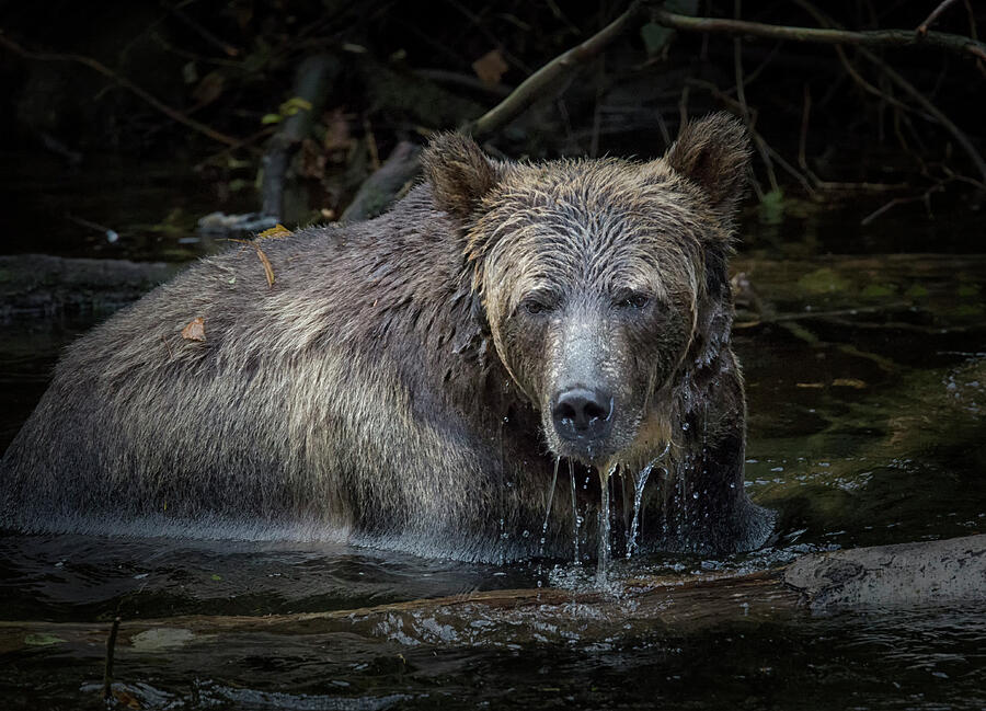Wildlife Photograph - Grizzly by Randy Hall