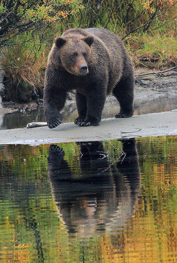 Grizzly Bear Photograph - Grizzly Reflection by David Marr