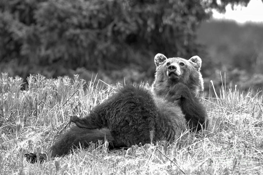 Grizzly Relaxing At Banff Black And White Photograph by Adam Jewell