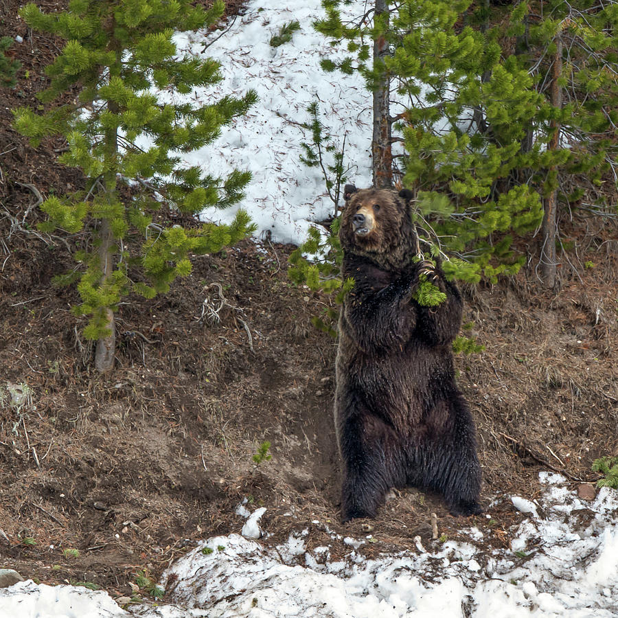 Grizzly Shaking A Tree Photograph by Yeates Photography