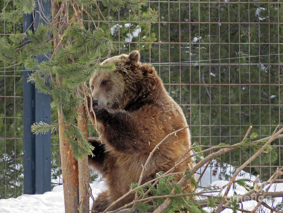 Grizzly She Bear Photograph by Cindy Murphy - NightVisions