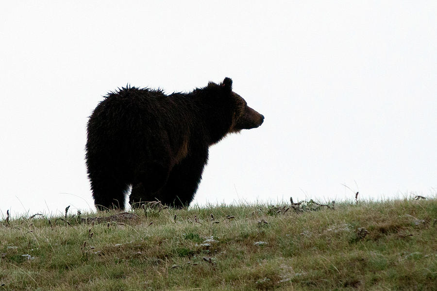 Grizzly Silhouette Photograph by Steve Stuller