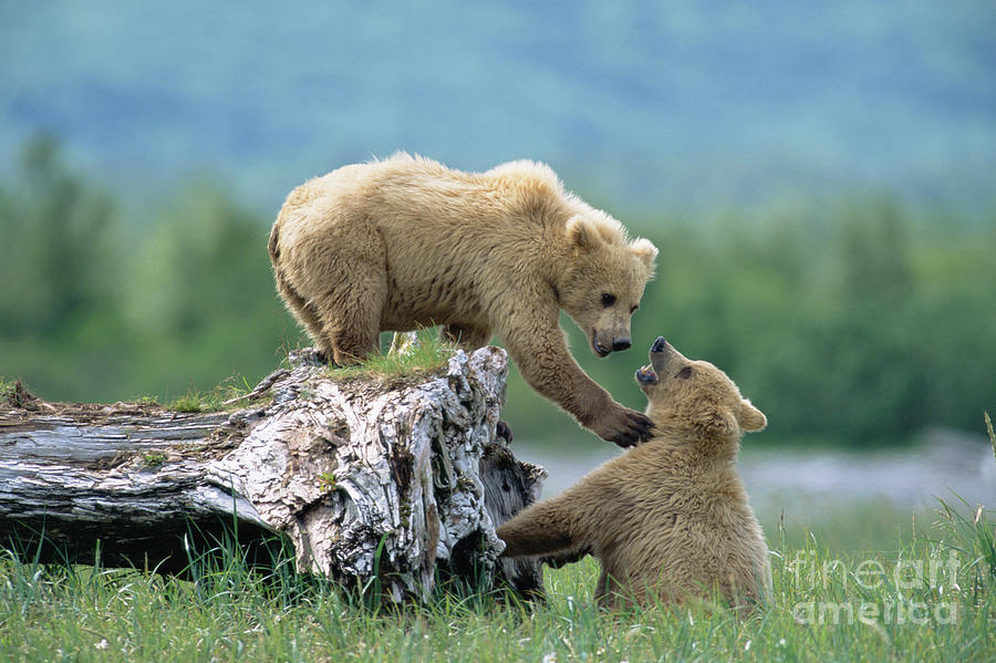 Grizzly Sisters Playing Photograph by Yva Momatiuk John Eastcott