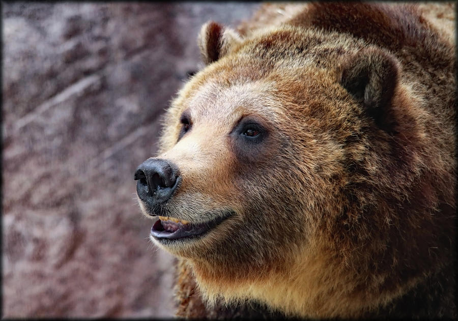 Grizzly Bear Photograph - Grizzly Smile by Elaine Malott