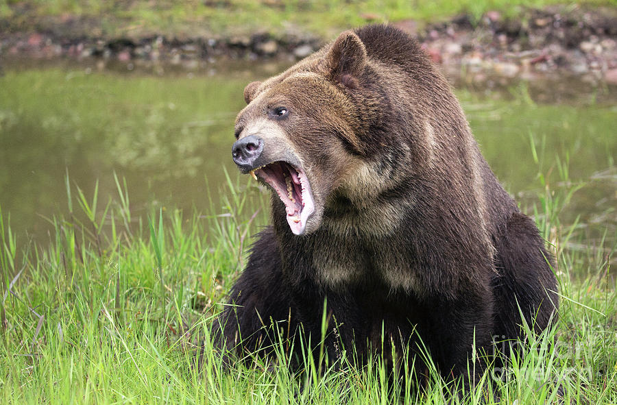 Grizzly Snarl Photograph by Art Cole