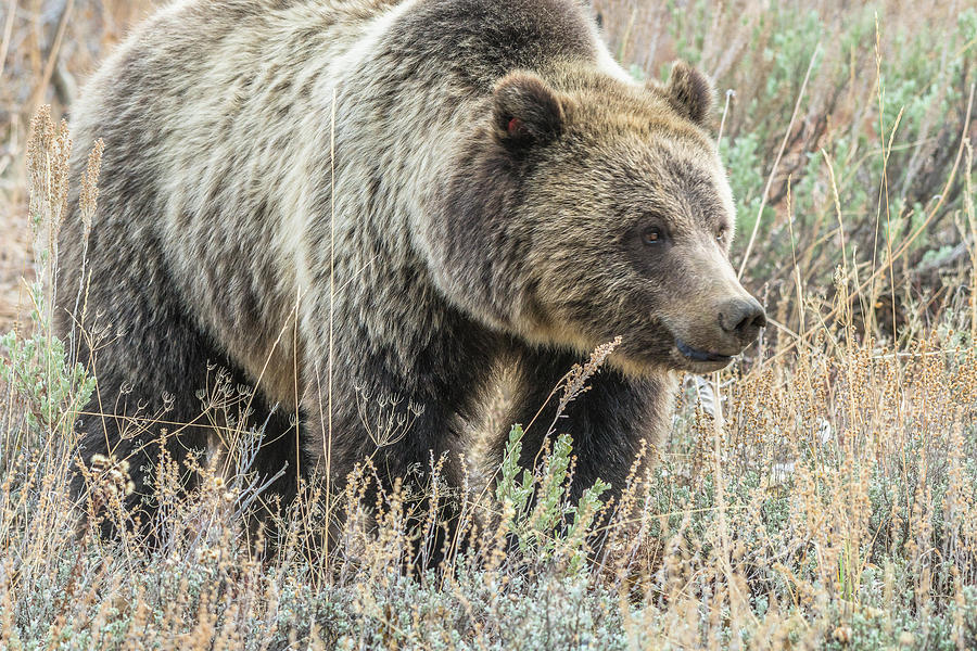 Grizzly Sow #793 Blondie Photograph by Yeates Photography