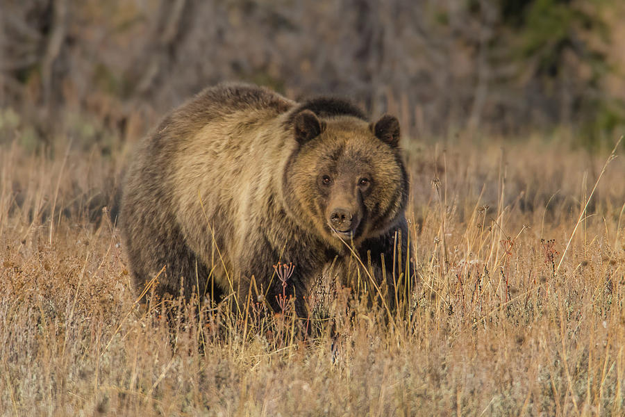 Grizzly Sow #793 In Fall Photograph by Yeates Photography