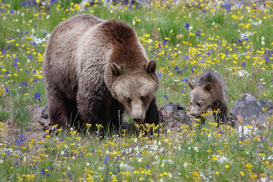 Grizzly Sow and Cub in Summer Flowers Photograph by Mark Miller