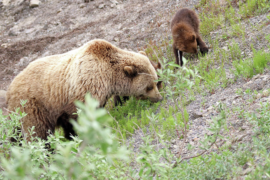 Grizzly Sow and Cubs Photograph by Jean Clark