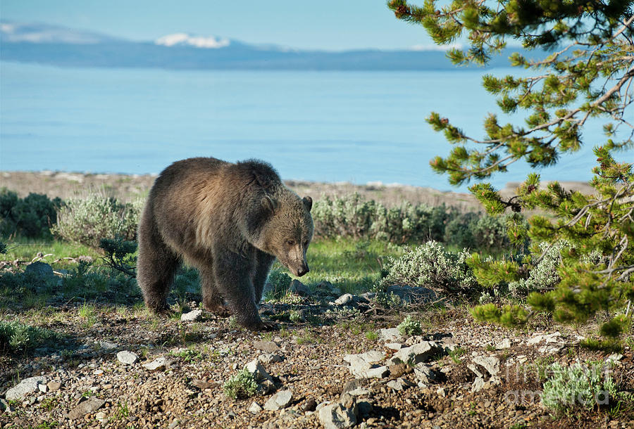 Grizzly Sow at Yellowstone Lake Photograph by Sandra Bronstein