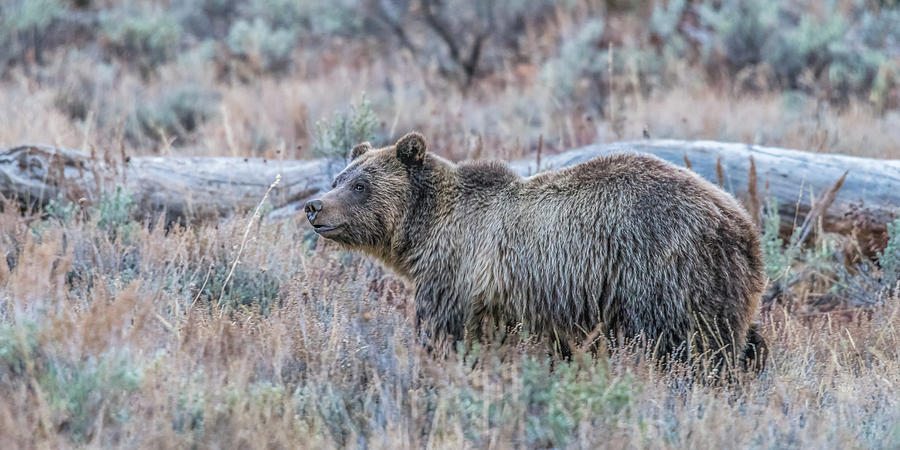 Grizzly Sow Blondie Photograph by Yeates Photography