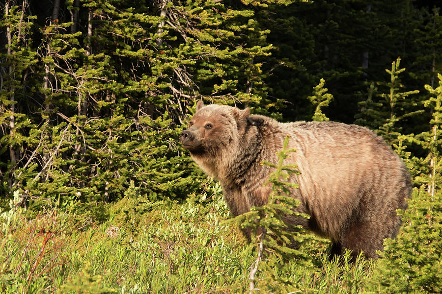 Grizzly Sow Photograph by Celine Pollard