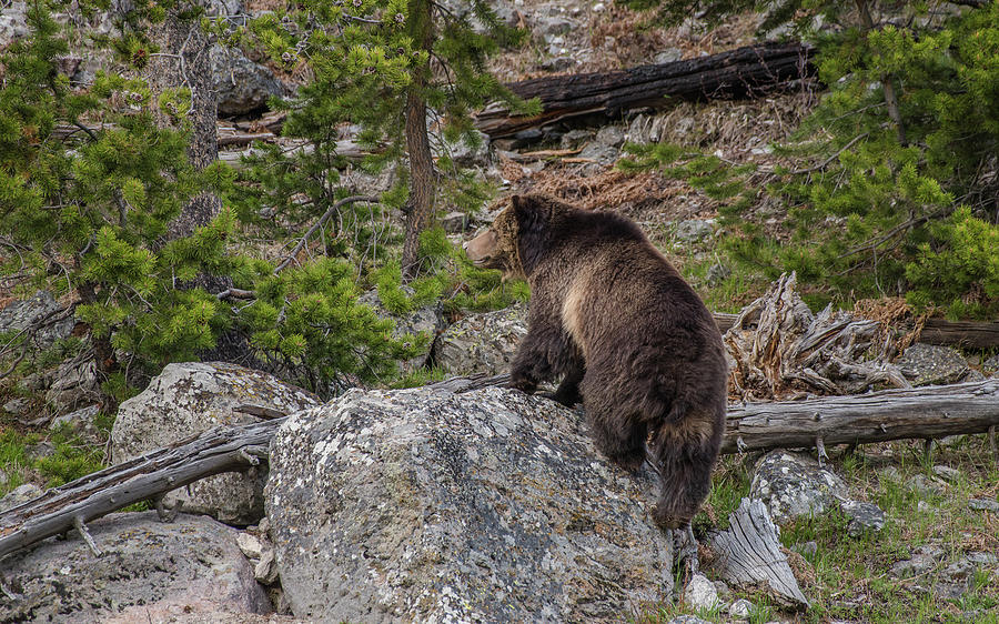 Grizzly Sow In Yellowstone Park Photograph by Yeates Photography