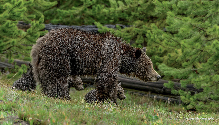 Grizzly Sow With Triplets Photograph by Yeates Photography