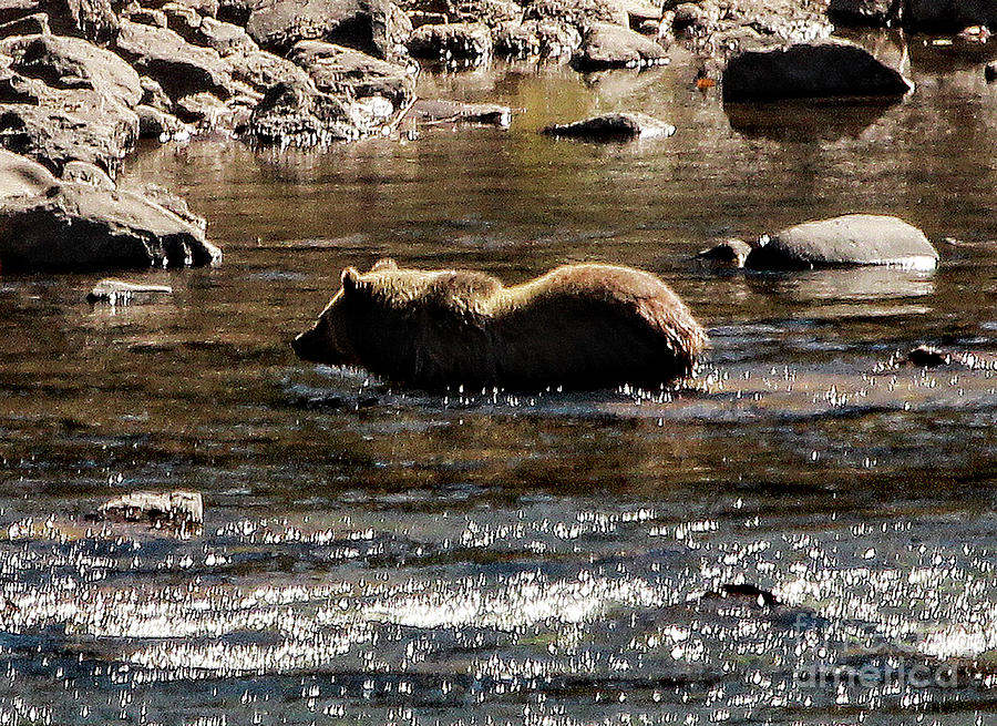 Grizzly Streaming by Frank Vargo Grizzly Streaming by Frank Vargo