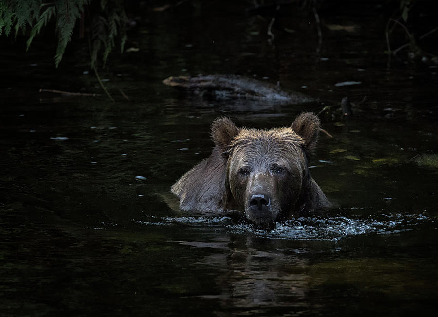 Wildlife Photograph - Grizzly Swimmer by Randy Hall