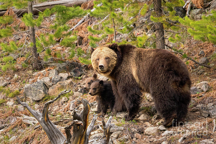 Grizzly Territory Photograph by Aaron Whittemore