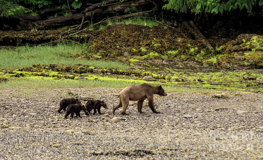 Grizzly Triplets Photograph by Louise Magno