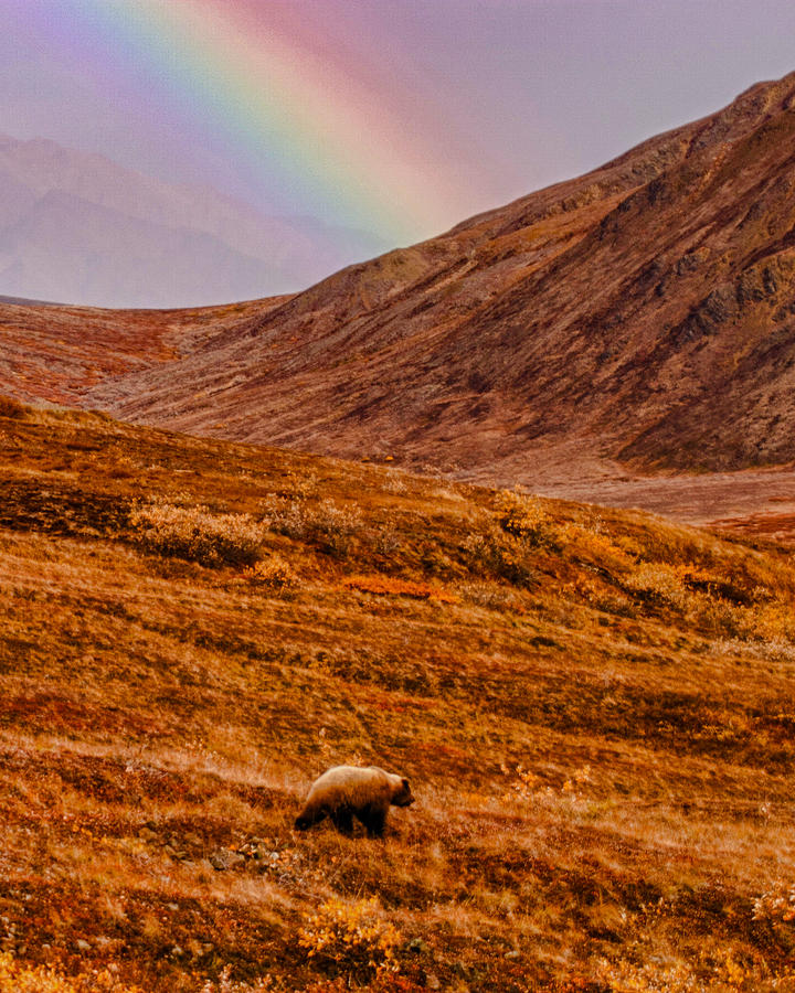 Grizzly under the rainbow Photograph by Jeff Folger