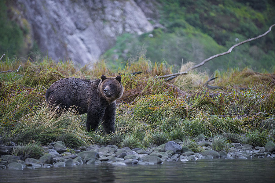 Grizzly Watching Photograph by Bill Cubitt
