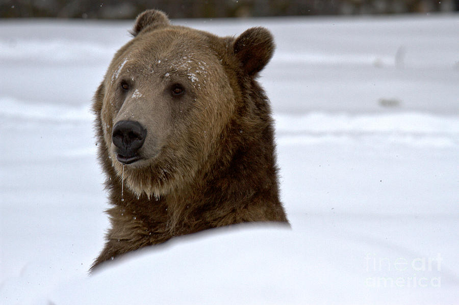 Grizzly Winter Drool Photograph by Adam Jewell