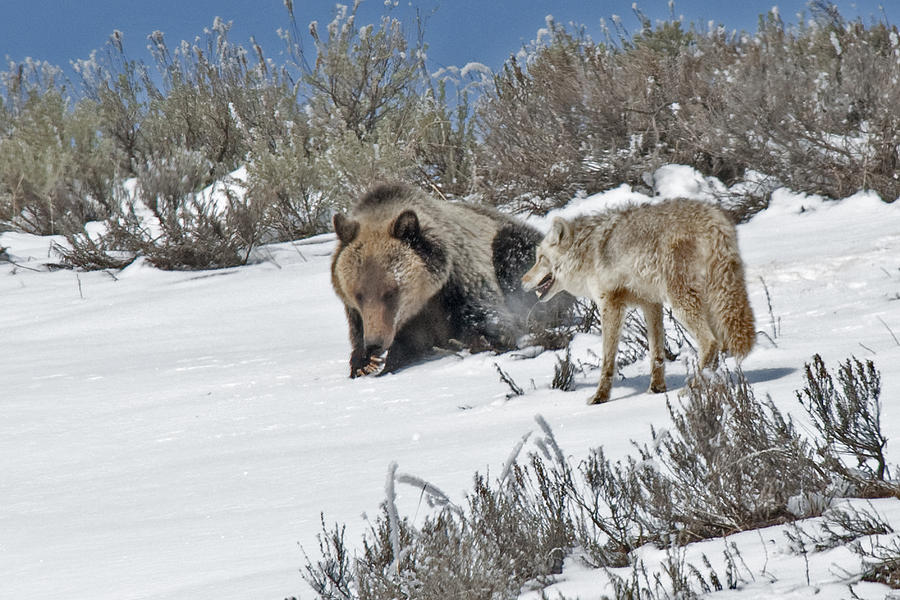 Grizzly With Coyote Photograph by Gary Beeler