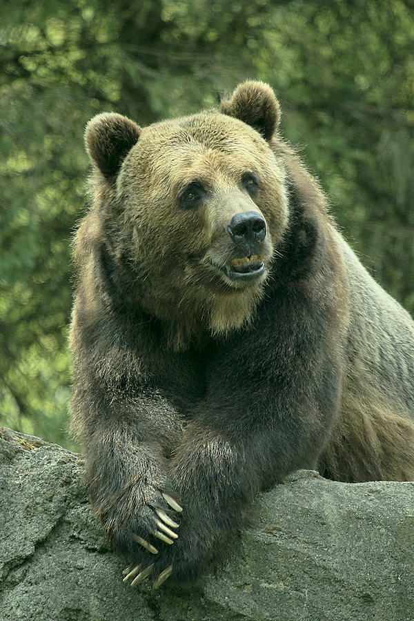 Grizzly Yearbook Photograph by Steve McKinzie - Fine Art America