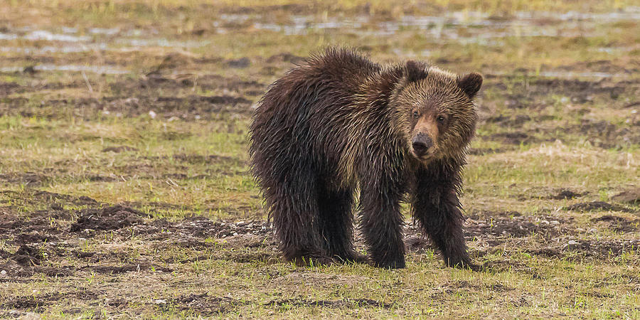 Grizzly Yearling In Spring Mud Photograph by Yeates Photography