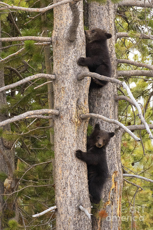 Yellowstone National Park Photograph - Grizzlys Dont Climb Trees by Aaron Whittemore