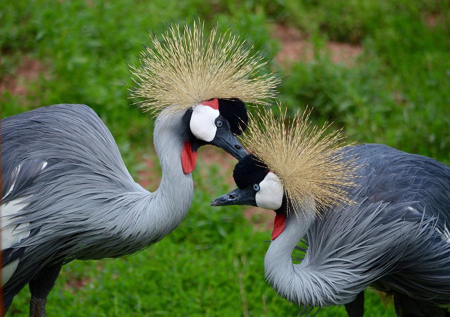Crane Photograph - Grooming East African Crown Crane Mates by Richard Bryce and Family