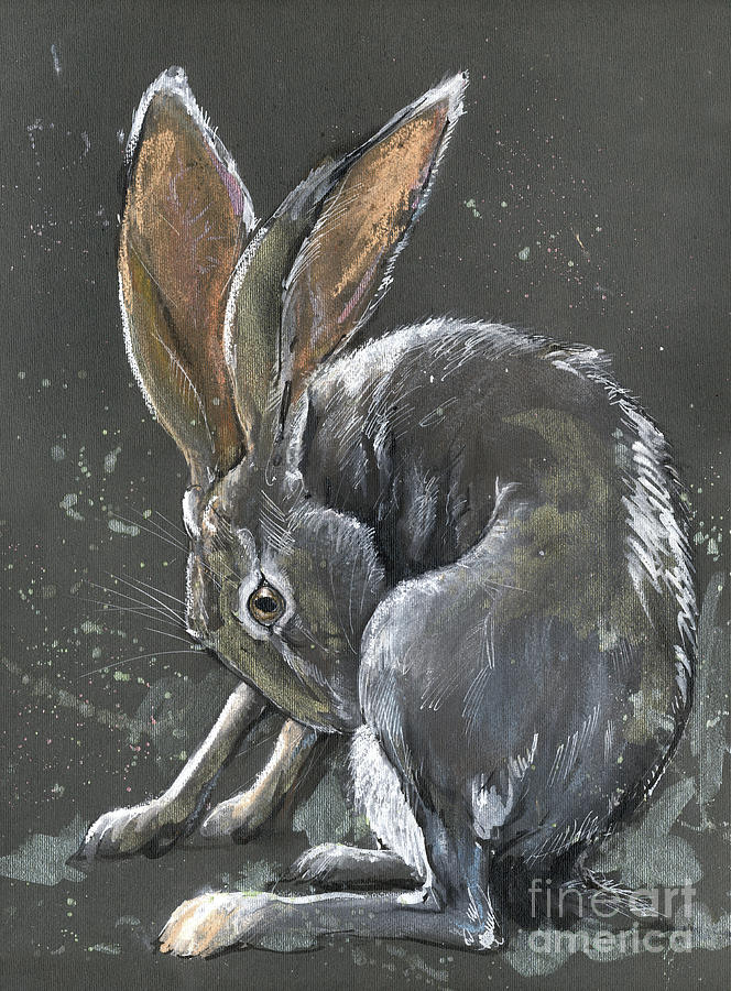 Rabbit Pastel - Grooming jackrabbit by Ang El