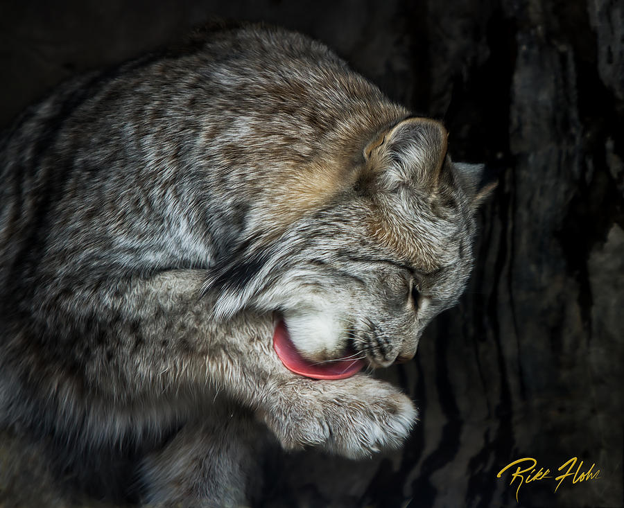 Grooming Lynx Photograph by Rikk Flohr