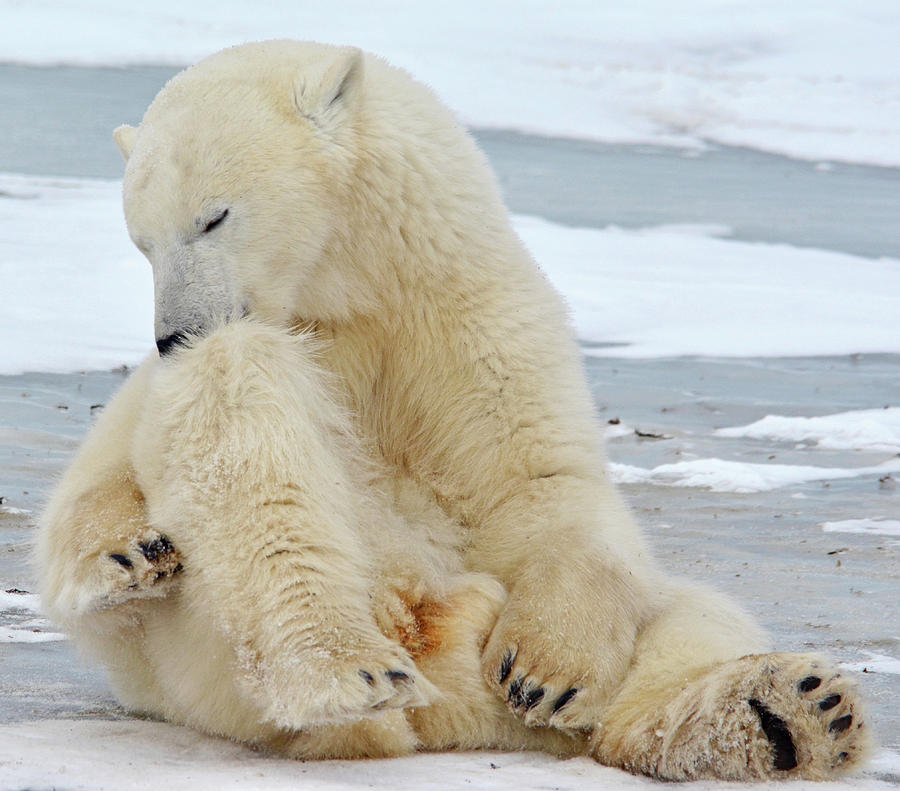 Grooming Polar Bear Photograph by Michelle Halsey