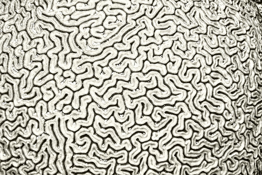 Grooved Brain Coral Photograph by Perla Copernik