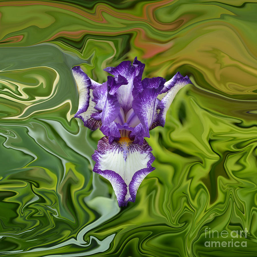 Groovy Purple Iris Photograph