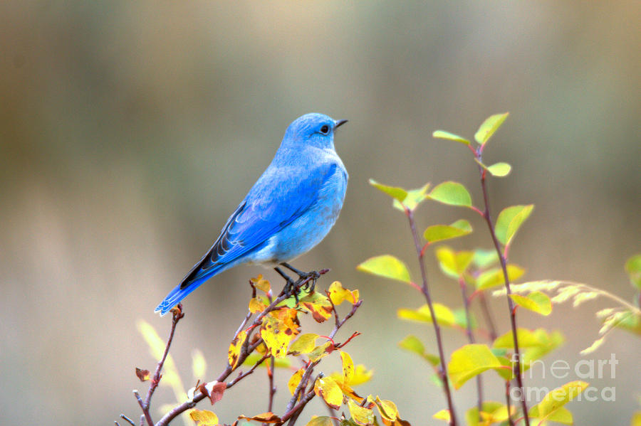 Gros Ventre Bluebird Photograph by Adam Jewell
