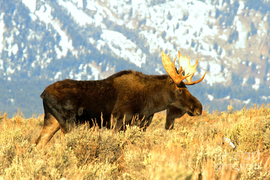 Gros Ventre Bull Moose Photograph by Adam Jewell