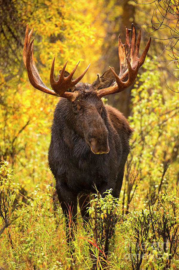 Gros Ventre Icon Photograph by Aaron Whittemore